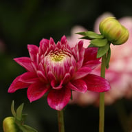 Go Go Two-Toned Dahlia Knöl