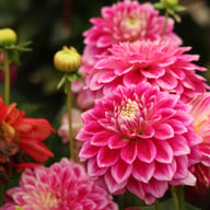 Go Go Two-Toned Dahlia Knöl