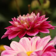 Go Go Two-Toned Dahlia Knöl