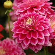 Go Go Two-Toned Dahlia Knöl