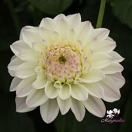 Go Go White Dahlia Tuber