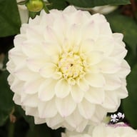Go Go White Dahlia Tuber
