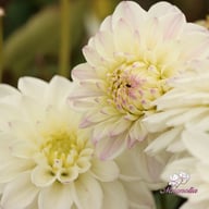 Go Go White Dahlia Tuber