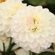 Go Go White Dahlia Tuber