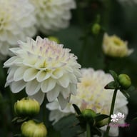 Go Go White Dahlia Tuber