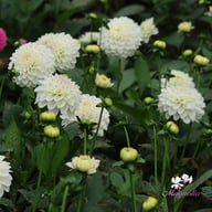 Go Go White Dahlia Tuber