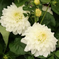 Go Go White Dahlia Tuber
