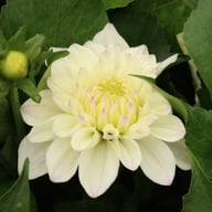 Go Go White Dahlia Tuber