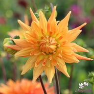 Gold Crown Dahlia Knöl