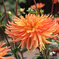 Gold Crown Dahlia Knöl