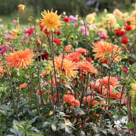Gold Crown Dahlia Knöl