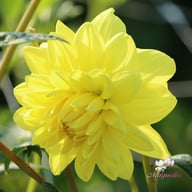 Golden Emblem Dahlia Tuber