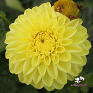 Golden Eye Dahlia Knöl