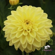 Golden Eye Dahlia Knöl