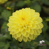 Golden Eye Dahlia Knöl