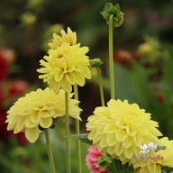 Golden Eye Dahlia Knöl