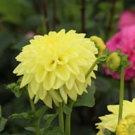 Golden Eye Dahlia Knöl