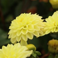 Golden Eye Dahlia Knöl