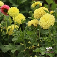 Golden Eye Dahlia Knöl