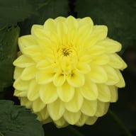 Golden Eye Dahlia Knöl