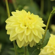 Golden Eye Dahlia Knöl