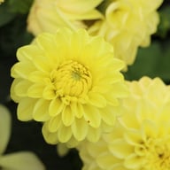 Golden Eye Dahlia Knöl