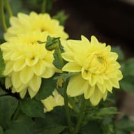 Golden Eye Dahlia Knöl