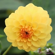 Golden Scepter Dahlia Knöl