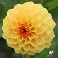 Golden Scepter Dahlia Knöl