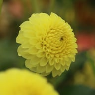 Golden Torch Dahlia Knöl