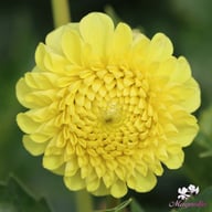 Golden Torch Dahlia Tuber
