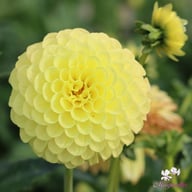 Golden Torch Dahlia Tuber