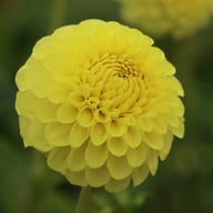 Golden Torch Dahlia Knöl