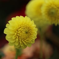 Golden Torch Dahlia Knöl