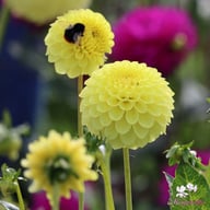 Golden Torch Dahlia Tuber