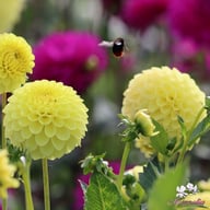 Golden Torch Dahlia Tuber
