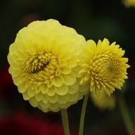 Golden Torch Dahlia Knöl