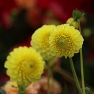 Golden Torch Dahlia Knöl