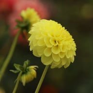 Golden Torch Dahlia Knöl
