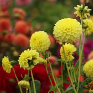 Golden Torch Dahlia Knöl