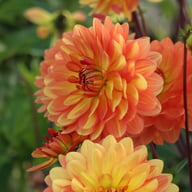 Graceland Dahlia Tuber