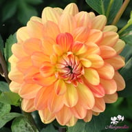 Graceland Dahlia Tuber