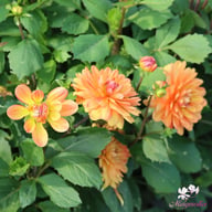 Graceland Dahlia Tuber