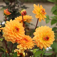 Graceland Dahlia Tuber