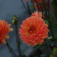 Graceland Dahlia Tuber