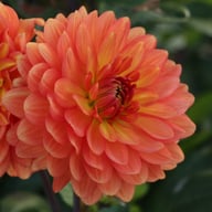 Graceland Dahlia Tuber
