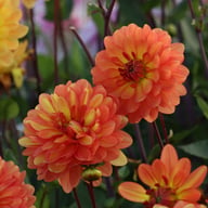 Graceland Dahlia Tuber