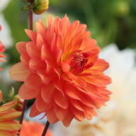Graceland Dahlia Tuber