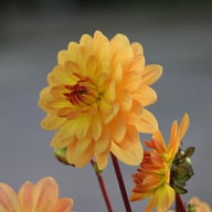 Graceland Dahlia Tuber