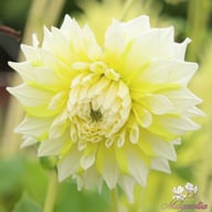 Grand Prix Dahlia Knöl